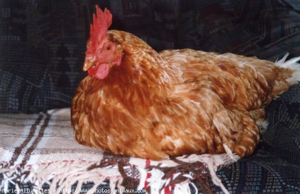 Photo de Poule