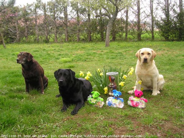 Photo de Labrador retriever