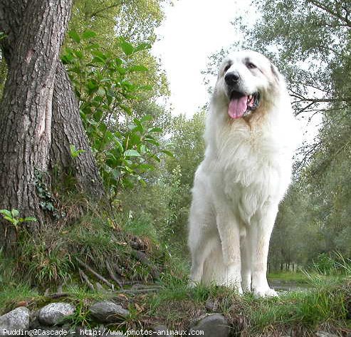 Photo de Chien de montagne des pyrnes