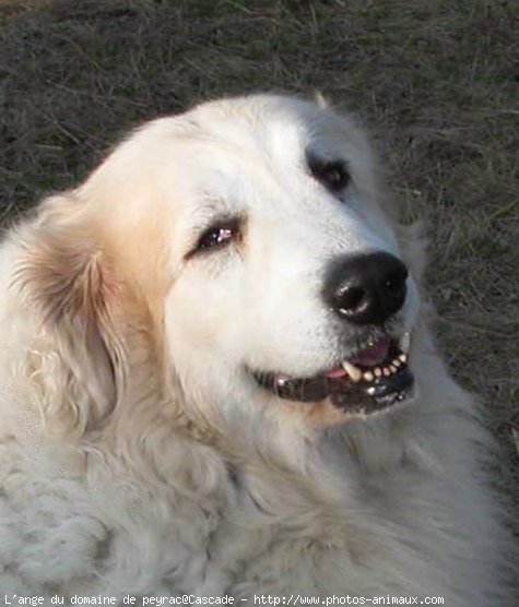 Photo de Chien de montagne des pyrnes