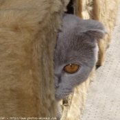 Photo de Scottish fold