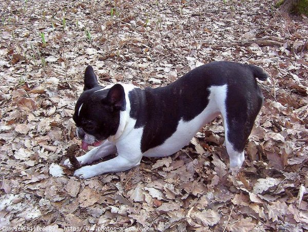 Photo de Bouledogue franais