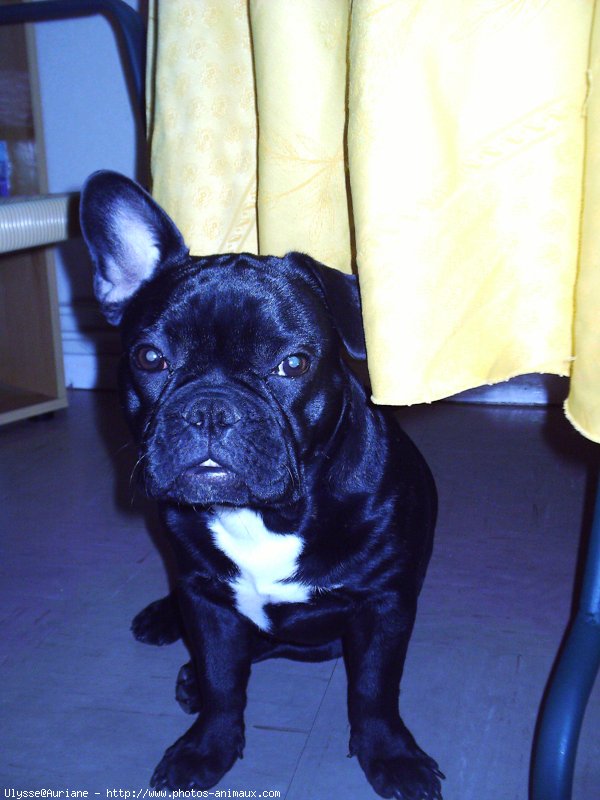 Photo de Bouledogue franais