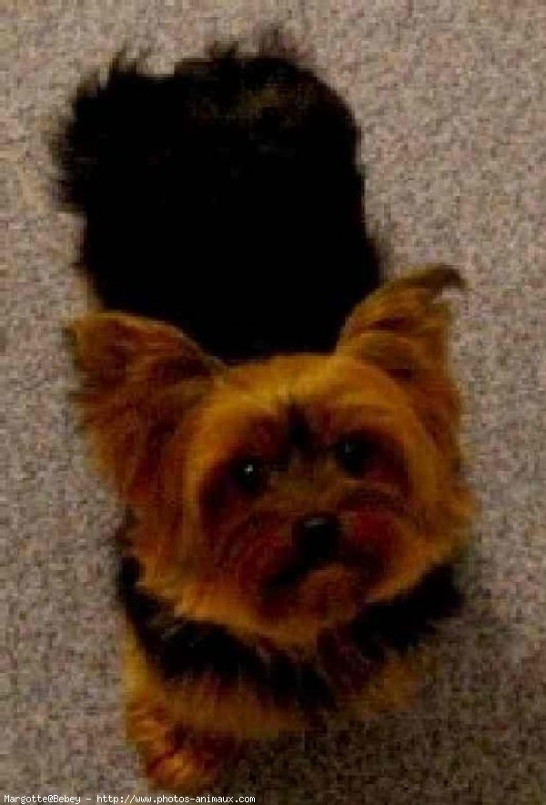 Photo de Yorkshire terrier