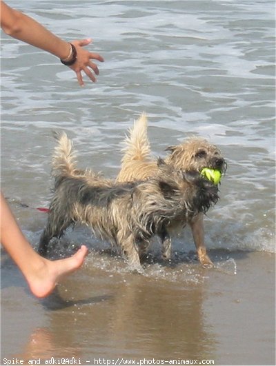 Photo de Cairn terrier