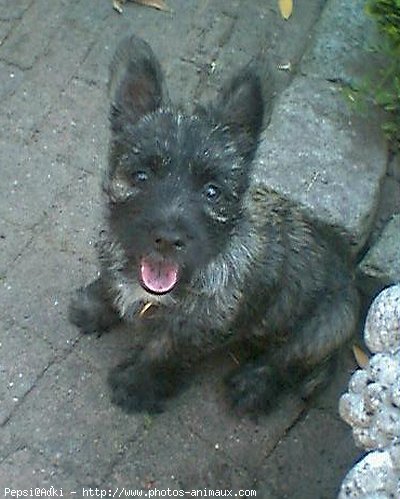 Photo de Cairn terrier