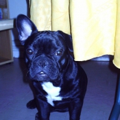 Photo de Bouledogue franais