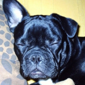 Photo de Bouledogue franais