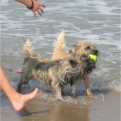 Photo de Cairn terrier