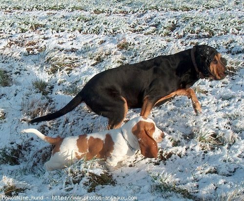 Photo de Basset hound