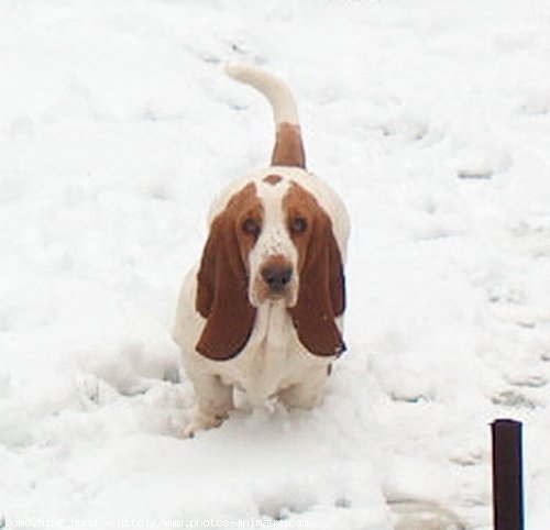 Photo de Basset hound