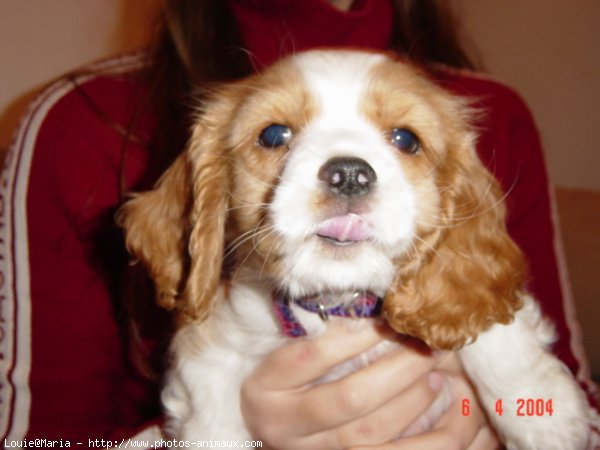 Photo de Cavalier king charles spaniel