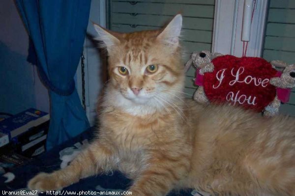 Photo de Maine coon