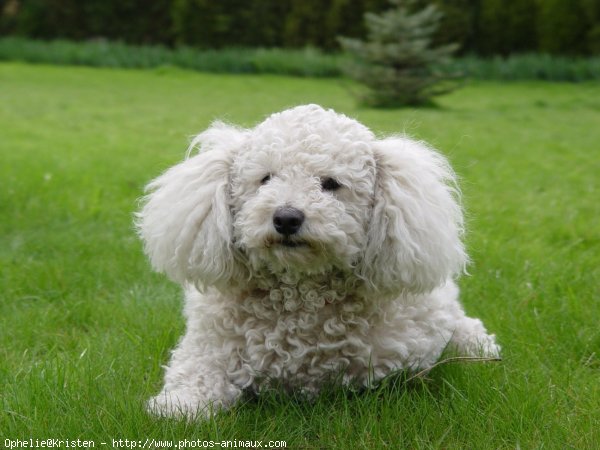 Photo de Bichon  poil fris