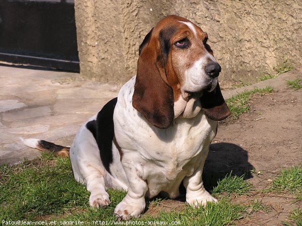 Photo de Basset hound