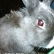 Photo de Lapin