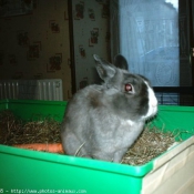 Photo de Lapin