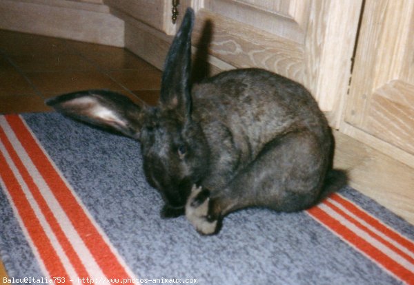 Photo de Lapin