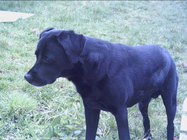 Photo de Labrador retriever