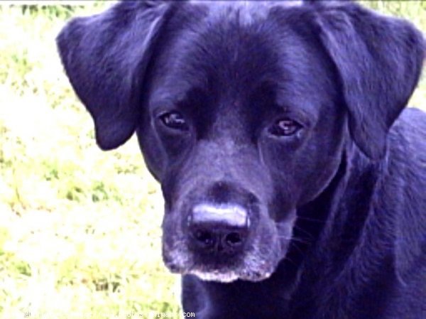 Photo de Labrador retriever