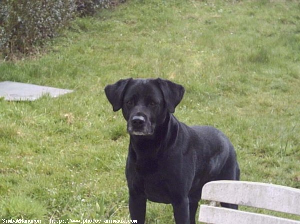 Photo de Labrador retriever