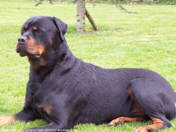 Photo de Rottweiler