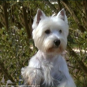 Photo de West highland white terrier