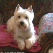 Photo de West highland white terrier