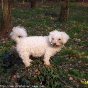 Photo de Bichon  poil fris