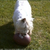 Photo de West highland white terrier