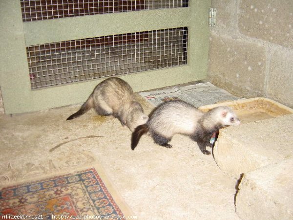 Photo de Furet