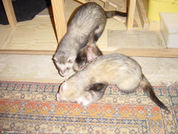 Photo de Furet