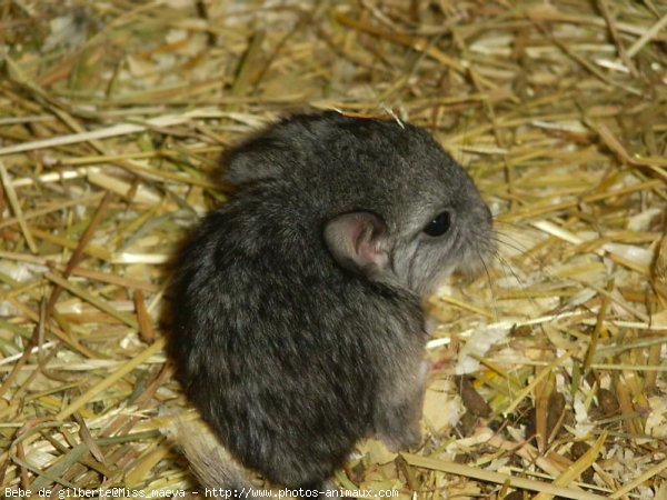 Photo de Chinchilla