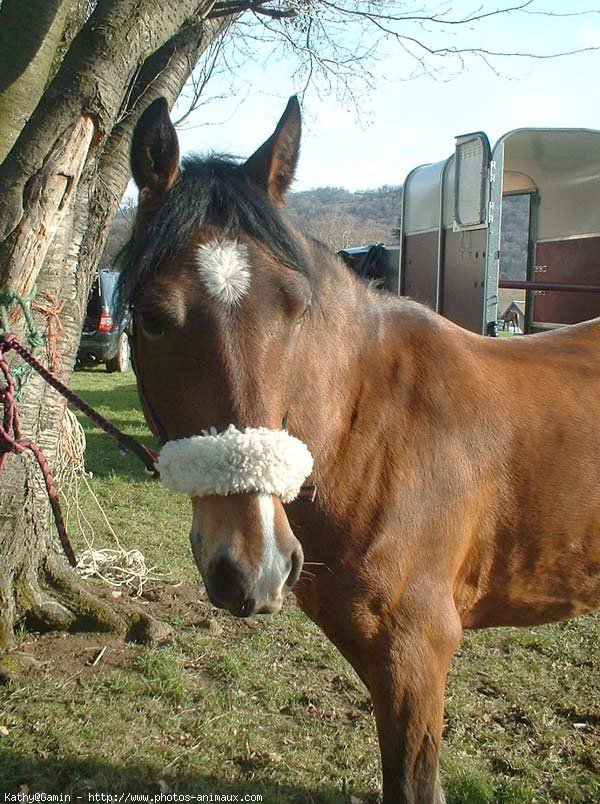 Photo de Poney franais de selle