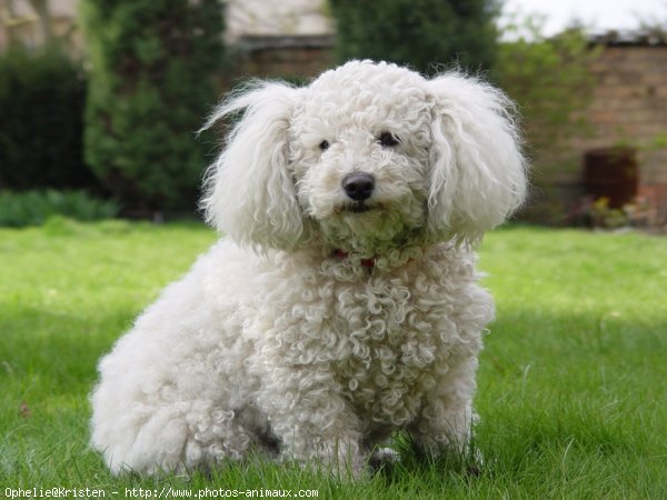 Photo de Bichon  poil fris