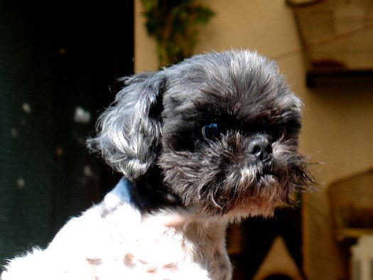 Photo de Shih tzu