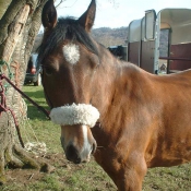 Photo de Poney franais de selle