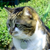 Photo de Chat domestique