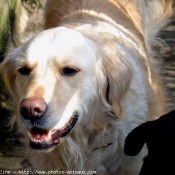 Photo de Golden retriever