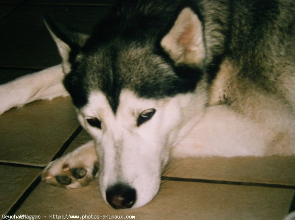 Photo de Husky siberien