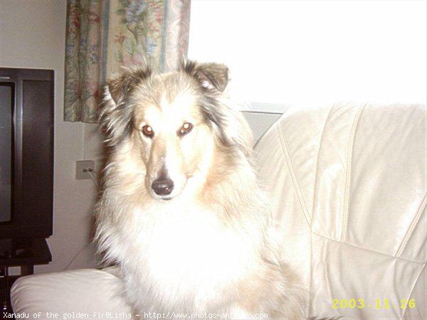 Photo de Chien de berger des shetland