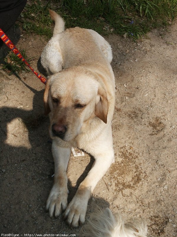 Photo de Labrador retriever