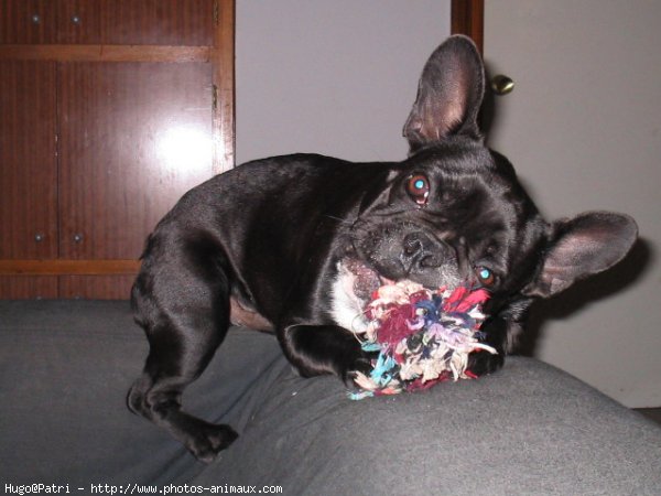 Photo de Bouledogue franais