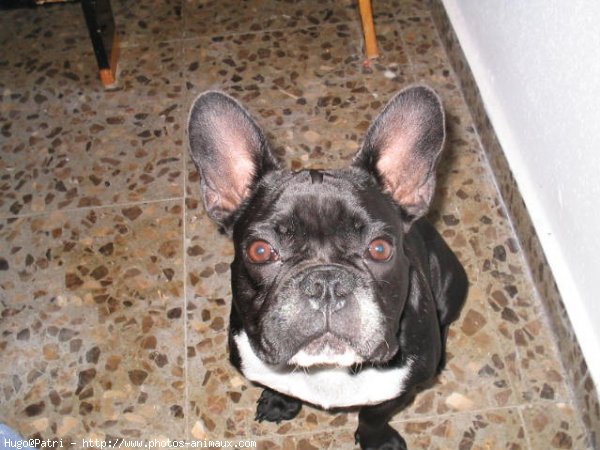 Photo de Bouledogue franais