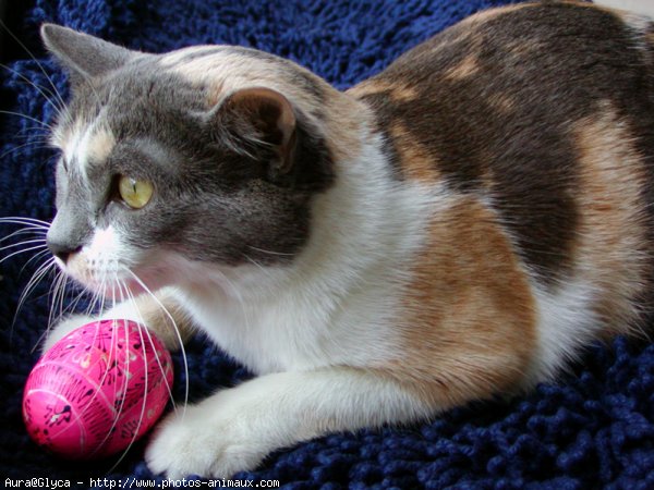 Photo de Chat domestique