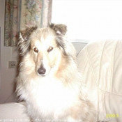 Photo de Chien de berger des shetland