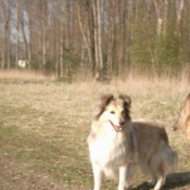 Photo de Chien de berger des shetland