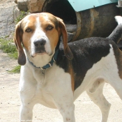 Photo de Beagle