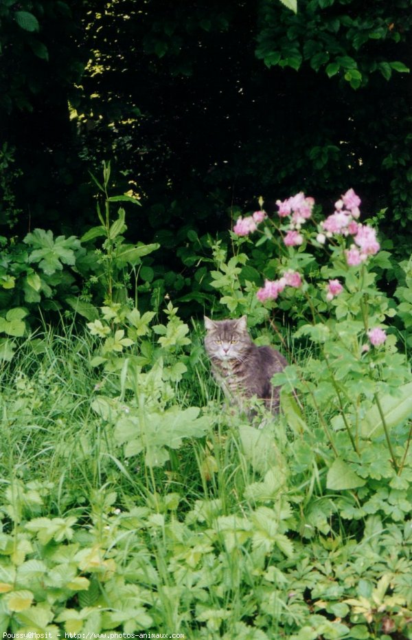 Photo de Chat domestique