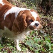 Photo de Cavalier king charles spaniel